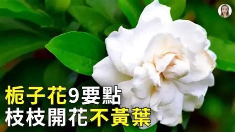 梔子花|梔子花這樣養，先長大花苞，枝枝開滿花